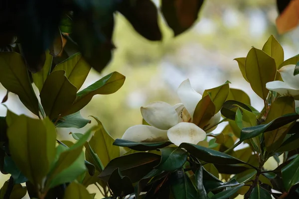 Bunga Magnolia Putih Dan Daun Hijau Stok Foto