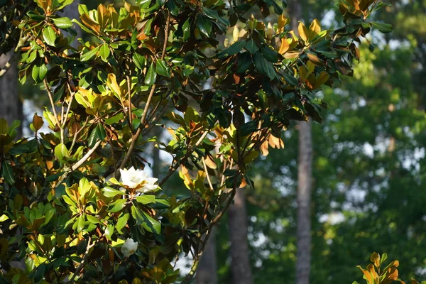 Hermosa Toma Botánica Árbol Magnolia —  Fotos de Stock