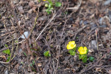 Bahçedeki sarı çiçekler