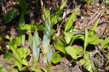 Ormanda yeşil yapraklar, yaz bitkisi konsepti