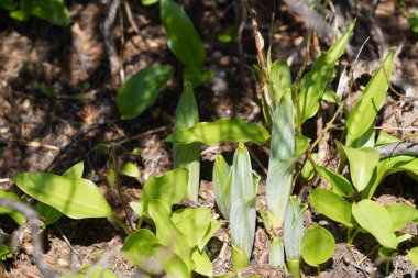 Ormanda yeşil yapraklar, yaz bitkisi konsepti