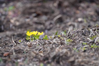 Bahçedeki sarı çiçekler