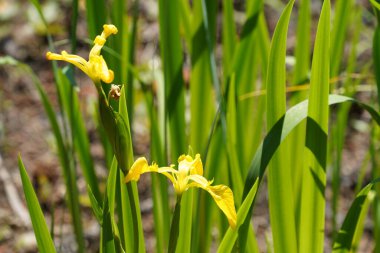 bahçede sarı iris çiçek
