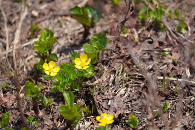 Bahçedeki sarı çiçekler