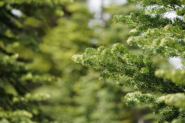 Doğada yeşil çam ağacı