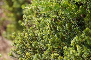 Ormanda yetişen kozalaklı bitkiler.