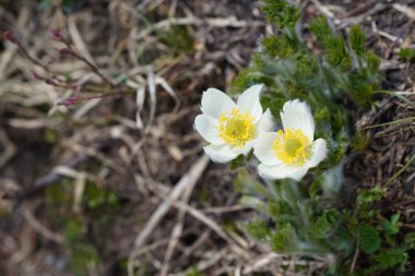 Bahçedeki güzel beyaz çiçekler