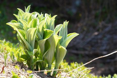 Ormanda yeşil yapraklar, yaz bitkisi konsepti