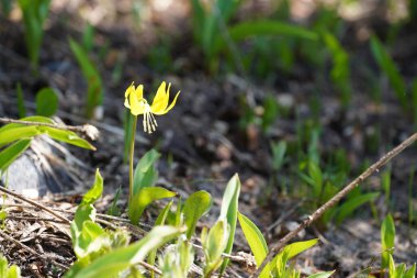 Bahçedeki sarı çiçekler