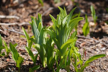 Ormanda yeşil yapraklar, yaz bitkisi konsepti