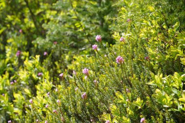 Bahçedeki güzel pembe çiçekler