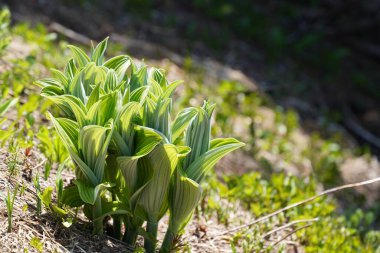 Ormanda yeşil yapraklar, yaz bitkisi konsepti