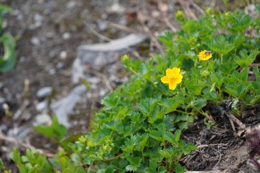 Bahçedeki sarı çiçekler