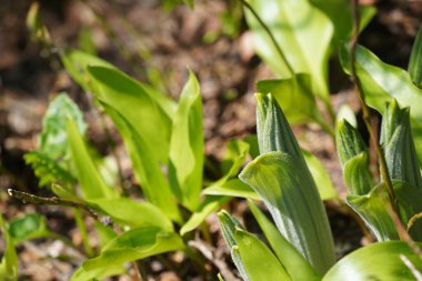Ormanda yeşil yapraklar, yaz bitkisi konsepti