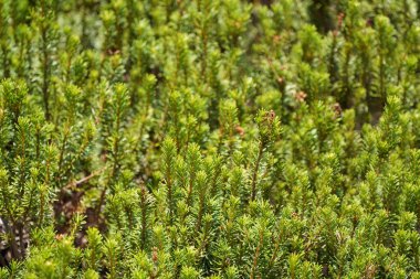 Ormanda yetişen kozalaklı bitkiler.