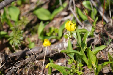 Bahçedeki sarı çiçekler