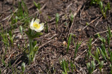 Bahçedeki güzel beyaz çiçekler