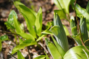 Ormanda yeşil yapraklar, yaz bitkisi konsepti