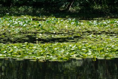 Suda yeşil nilüfer yaprakları