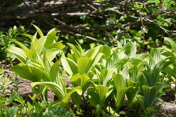 stock image green leaves in the forest, summer flora concept