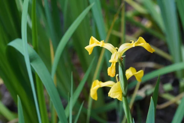 stock image yellow iris flowers in the garden