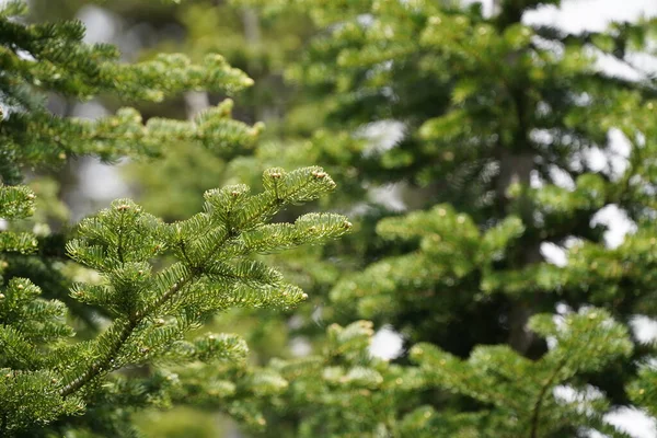 Doğada Yeşil Çam Ağacı — Stok fotoğraf