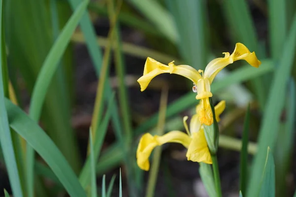 stock image yellow iris flowers in the garden