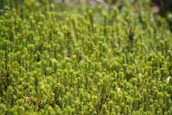 Piante Conifere Che Crescono Nella Foresta — Foto Stock