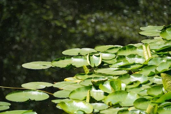 Zelené Lotosové Listy Vodě — Stock fotografie