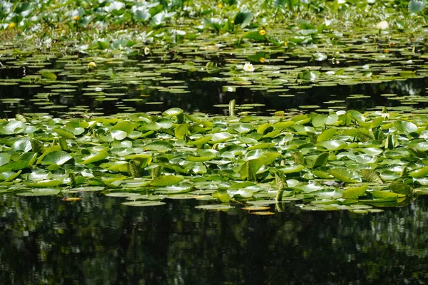 Зеленые Листья Лотоса Воде — стоковое фото