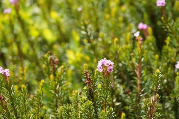 stock image beautiful pink flowers in the garden