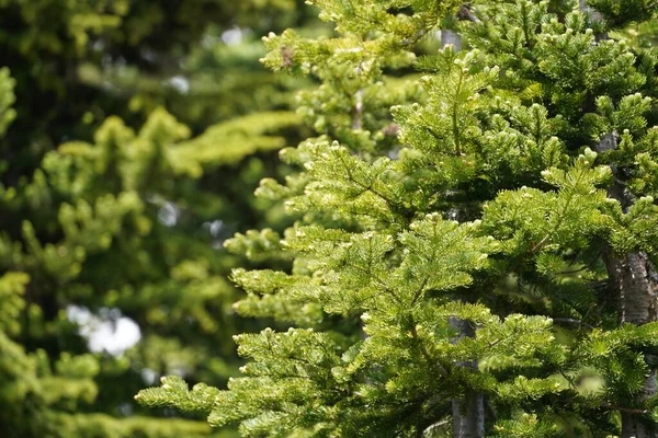 Green Pine Tree Nature — Stock Photo, Image