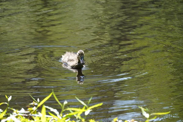 在阳光明媚的日子里 鸭子在湖上游泳 — 图库照片