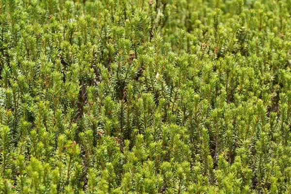 Piante Conifere Che Crescono Nella Foresta — Foto Stock