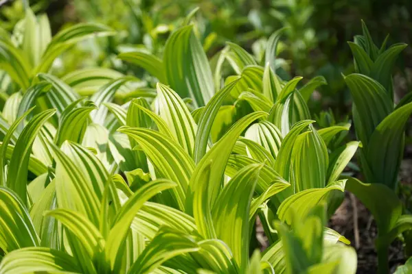 Groene Bladeren Het Bos Zomer Flora Concept — Stockfoto
