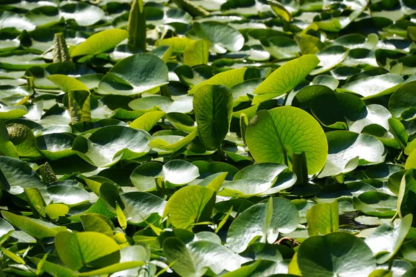 Grüne Lotusblätter Wasser — Stockfoto