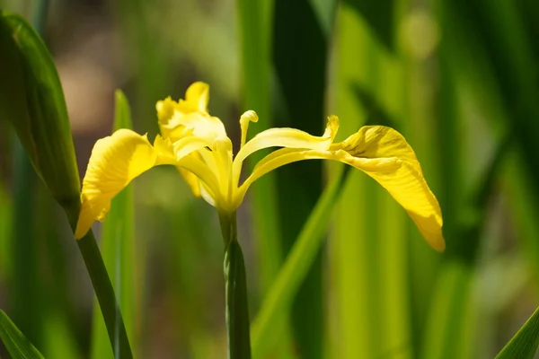 Gelbe Irisblüten Garten — Stockfoto