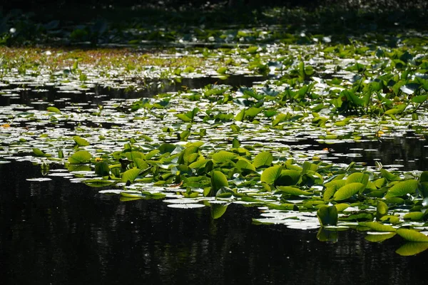 Зелене Листя Лотоса Воді — стокове фото