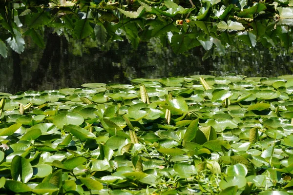 Zelené Lotosové Listy Vodě — Stock fotografie