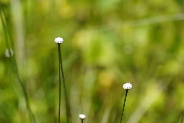 Campo Grama Verde Com Crescimento Pequenas Flores Brancas — Fotografia de Stock