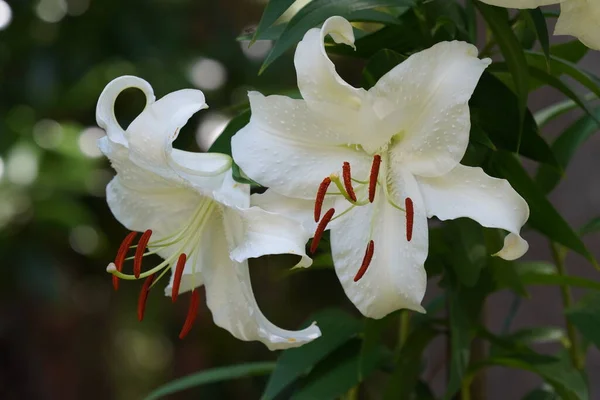 Lindas Flores Lírio Branco Crescer Jardim — Fotografia de Stock
