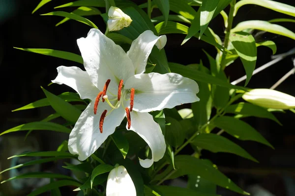 Lindas Flores Lírio Branco Crescer Jardim — Fotografia de Stock