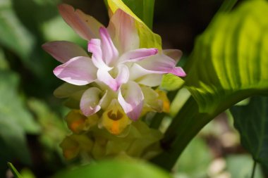 Curcuma aromatica çiçeği açar, yaz bitkisi 