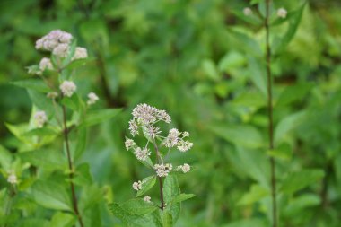 Sık rastlanan kemik seti Yaz otlaklarında yetişen bitkiler 