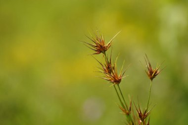 Çayırda küçük bitkiler yetişiyor, yaz mevsimi açıldı. 
