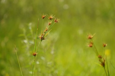 Çayırda küçük bitkiler yetişiyor, yaz mevsimi açıldı. 