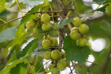 Ağaçta büyüyen yeşil olgunlaşmamış üzümler 