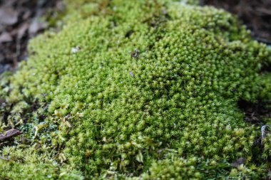 Büyüyen yeşil yosun, yaz bitkileri ve çimen konseptine yakın. 