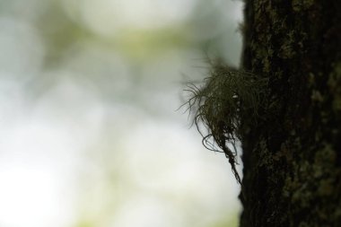 Bir ağaç gövdesinin yosunlu yakın plan görüntüsü. 