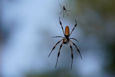 Örümceğin vahşi yaşamı bulanık arka planda
